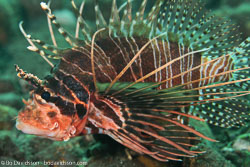 BD-130401-Tulamben-8984-Pterois-antennata-(Bloch.-1787)-[Broadbarred-firefish].jpg